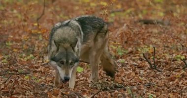 Gri kurtlar (Canis Lupus) sonbahar ormanında, yavaş çekim