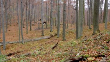 Avrupa Gri Kurtları (Canis Lupus Lupus) Ormanda Koşuyor