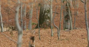 Avrupa Gri Kurtları (Canis Lupus) sonbahar ormanında yavaş çekim