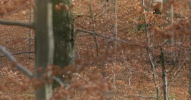 Gri kurtlar (Canis Lupus) sonbahar ormanında, yavaş çekim