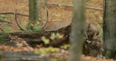 Kızıl geyik (Cervus elaphus) sonbahar ormanında yavaş çekimde otlar.