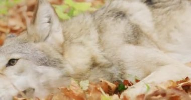 Gri Kurt (Canis Lupus) sonbahar ormanında dinleniyor, yavaş çekim
