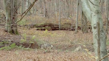 Avrupa Gri Kurtları (Canis Lupus) sonbahar ormanında