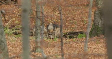 Gri kurtlar (Canis Lupus) sonbahar ormanlarında yiyecek ararlar.