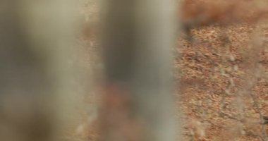 Gri Kurt (Canis Lupus) sonbahar ormanında ağır çekimde koşar.