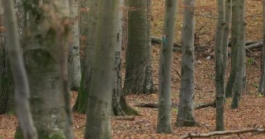 Gri kurtlar (Canis Lupus) sonbahar ormanında, yavaş çekim