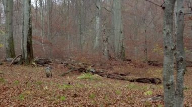 Avrupa Gri Kurtları (Canis Lupus Lupus) Ormanda