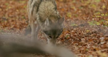 Gri kurtlar (Canis Lupus) sonbahar ormanında, yavaş çekim