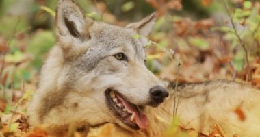 Gri Kurt (Canis Lupus) sonbahar ormanında dinleniyor, yavaş çekim, yakın plan