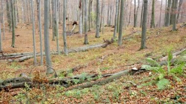 Avrupa Gri Kurtları (Canis Lupus Lupus) Ormanda Koşuyor