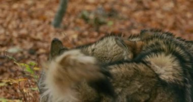 Güz ormanlarında Avrupa Gri Kurtları (Canis Lupus) yavaş çekim, yakın çekim