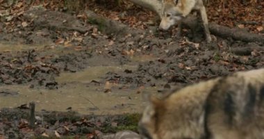 Gri kurtlar (Canis Lupus) sonbahar ormanında bir orman birikintisinden su içerek yavaş çekim yaparlar.