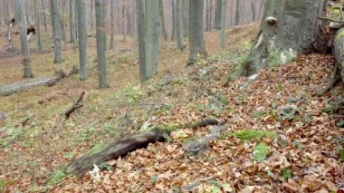 Avrupa Gri Kurtları (Canis Lupus Lupus) Sonbahar Ormanında Koşuyor
