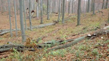 Avrupa Gri Kurtları (Canis Lupus Lupus) Ormanda Koşuyor