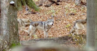 European Gray wolves (Canis Lupus) in the autumn forest. Slow motion