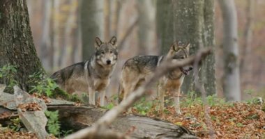 Avrupa Gri Kurtları (Canis Lupus Lupus) sonbahar ormanında yavaş çekim yapar.