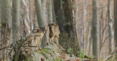 Avrupa Gri Kurtları (Canis Lupus), sonbahar ormanında yavaş çekimde devrilmiş bir ağaçta yürürler.
