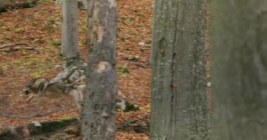 Gri Kurt (Canis Lupus) sonbahar ormanında ağır çekimde koşar.