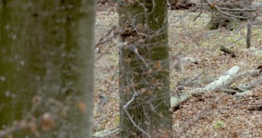 Gri Kurtlar (Canis Lupus Lupus) ormanda koşuyor. Yavaş çekim