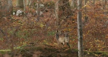 Avrupa Gri Kurtları (Canis Lupus Lupus) Ormanda, Yavaş Çekimde Koşuyor