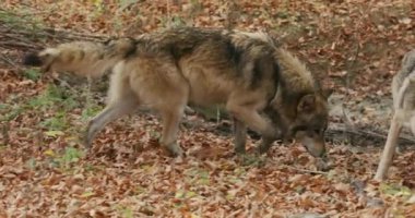 Gri kurtlar (Canis Lupus) sonbahar ormanlarında yavaş çekim koklarlar.