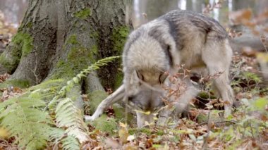 Avrupa Gri Kurdu (Canis Lupus), sonbahar ormanlarında bir ağacın önünde yiyecek arar ve koklar.