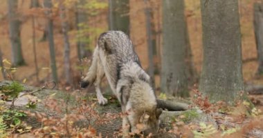 Gray wolf (Canis Lupus) sniffing and looking for food in the autumn forest, slow motion