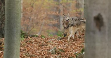 Avrupa Gri Kurtları (Canis Lupus Lupus) Ormanda, Yavaş Çekimde Koşuyor