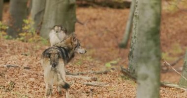 Gri kurtlar (Canis Lupus) sonbahar ormanında, yavaş çekim