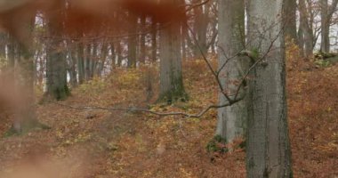 Gri kurtlar (Canis Lupus) sonbahar ormanlarında yavaş çekimde koşarlar.