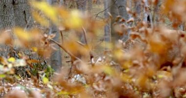 Yetişkin Kırmızı Geyik Geyiği Güz Ormanı 'nda otluyor