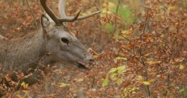 Red Deer In Autumn Grazing, Hungary, Europe, slow motion