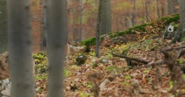 Gri kurtlar (Canis Lupus) sonbahar ormanında, yavaş çekim