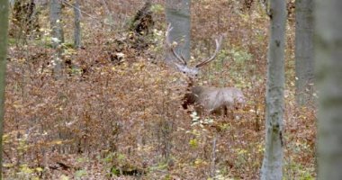 Sonbahar ormanlarında otlayan kızıl geyik (Cervus elaphus), Macaristan, Avrupa
