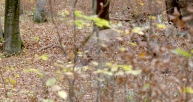 Sonbahar ormanında kızıl geyik (Cervus elaphus)