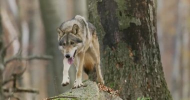 Gri Kurt (Canis Lupus), sonbahar ormanında düşen bir ağaçtan yavaşça geçer.