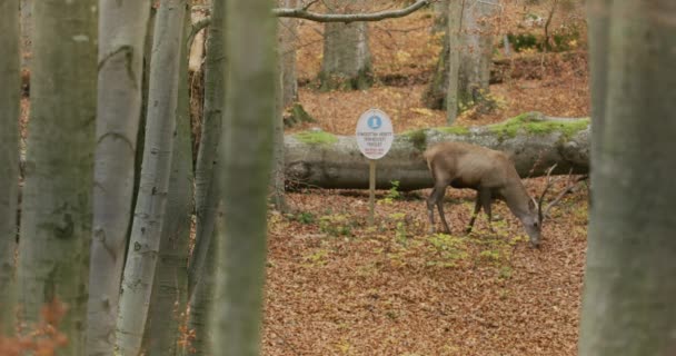 Red deer (Cervus elaphus) looking for food in the autumn forest, slow motion — 비디오