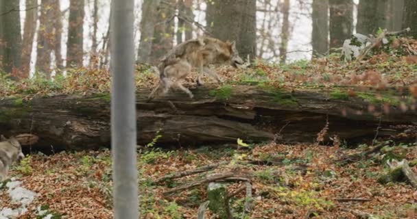 Gray wolves (Canis Lupus) running in the autumn forest, slow motion — Stock video