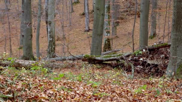 Lobos grises europeos (Canis Lupus) en el bosque otoñal — Vídeo de stock