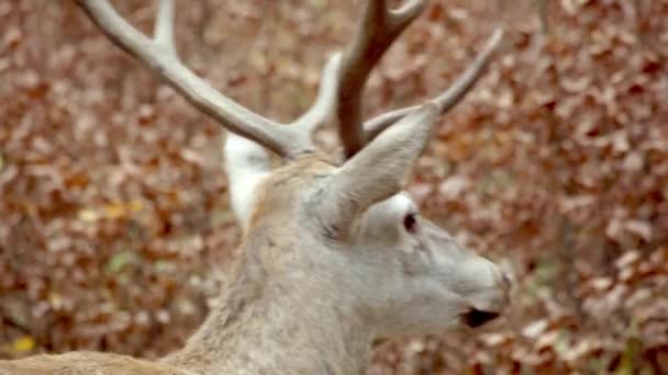 Adult Red Deer, Hungary, Europe — Stok video