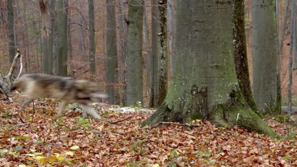 Lobos grises europeos (Canis Lupus Lupus) corre en el bosque — Vídeo de stock