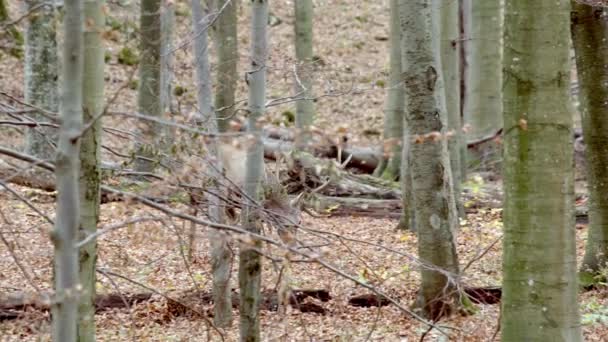 Cervo (Cervus elaphus) che osserva e cammina nella foresta autunnale — Video Stock