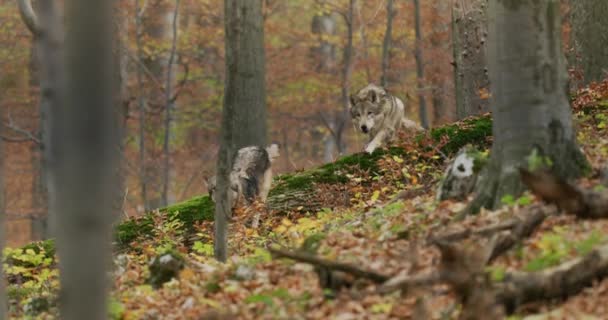 Gri kurtlar (Canis Lupus) sonbahar ormanlarında yavaş çekimde koşarlar. — Stok video