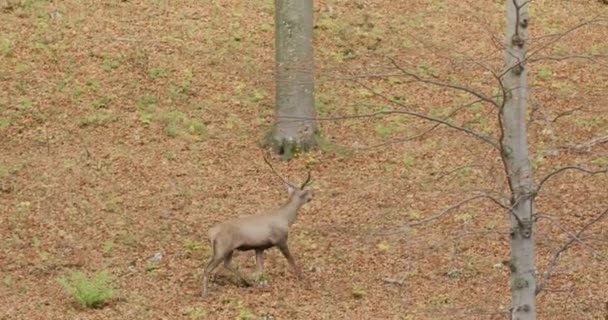 Červený jelen (Cervus elaphus) běží a pozoruje v podzimním lese, zpomaluje — Stock video