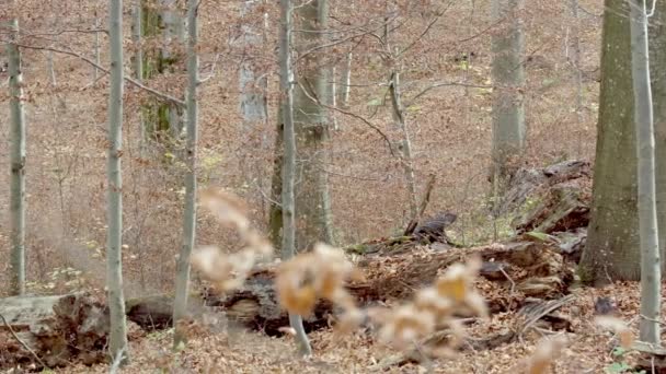 Европейские серые волки (Canis Lupus) в осеннем лесу — стоковое видео