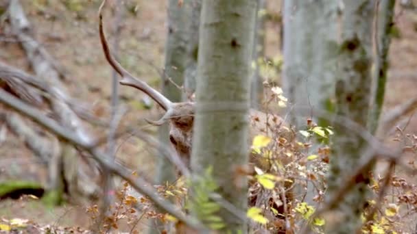 Adult Red Deer Stag Bete i höstskogen — Stockvideo