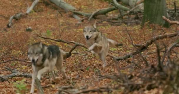 Серые волки (Canis Lupus) бегают в осеннем лесу, замедленная съемка — стоковое видео