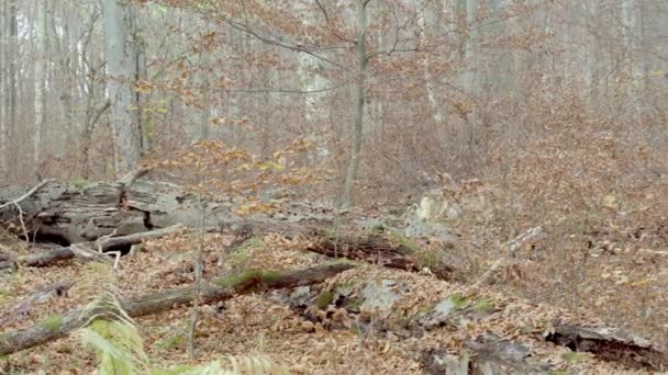 Европейские серые волки (волчанка-собака) в лесу — стоковое видео
