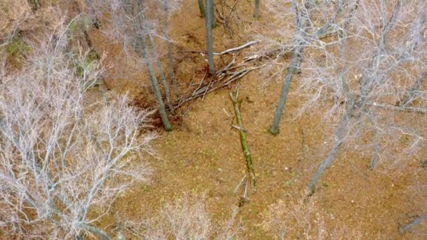 Loup gris d'Europe (Canis Lupus) courant dans la forêt d'automne, vue aérienne — Video