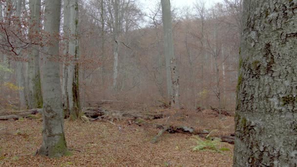 Lobos grises europeos (Canis Lupus Lupus) en el bosque — Vídeo de stock